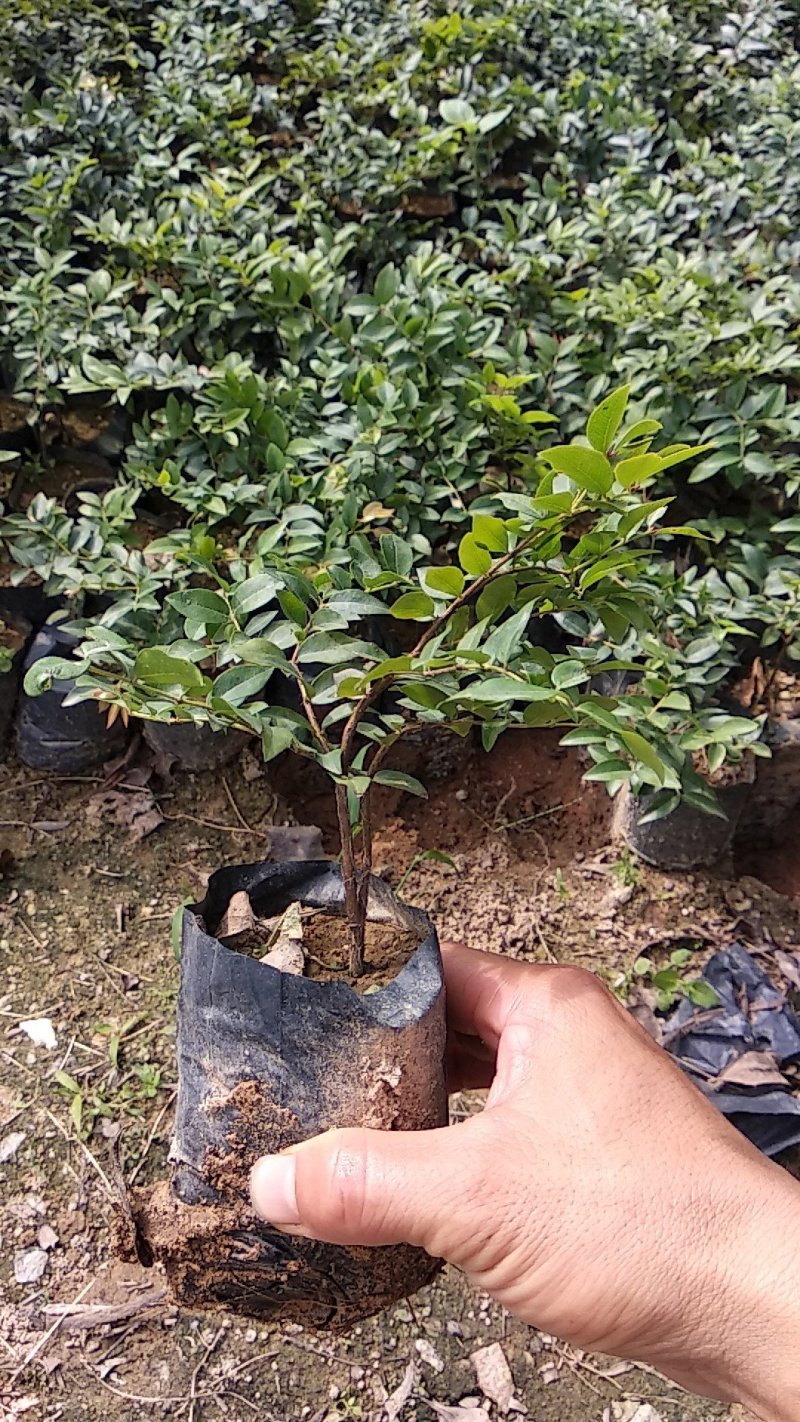 沙巴嘉宝果小苗，四季嘉宝果小苗基地自产自销批发。