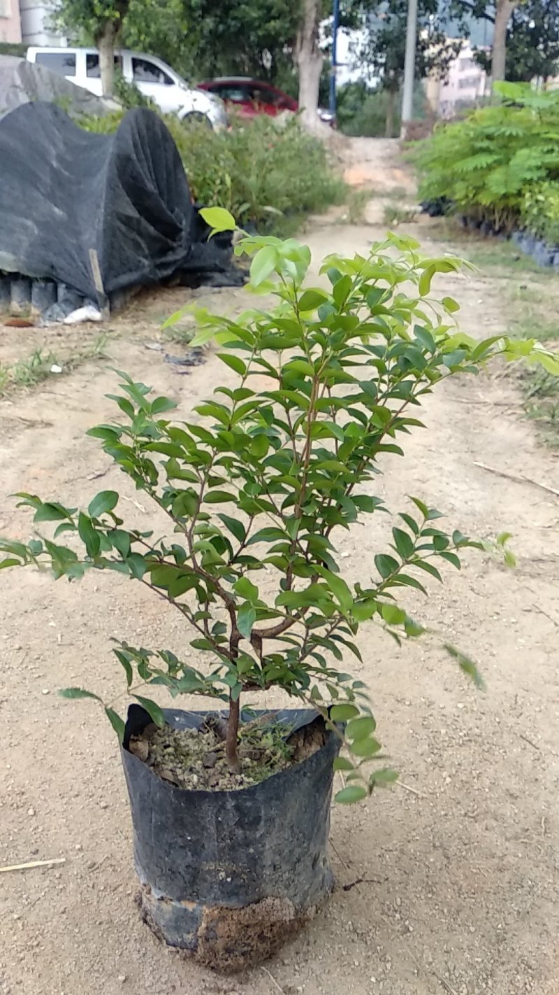 沙巴嘉宝果小苗，四季嘉宝果小苗基地自产自销批发。