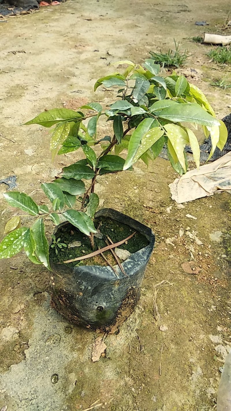 沙巴嘉宝果小苗，四季嘉宝果小苗基地自产自销批发。