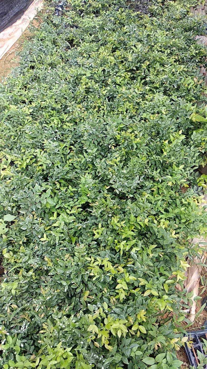 沙巴嘉宝果小苗，四季嘉宝果小苗基地自产自销批发。