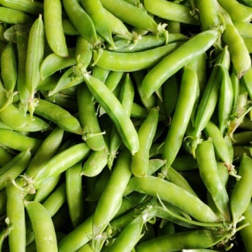 豌豆荚大量上市