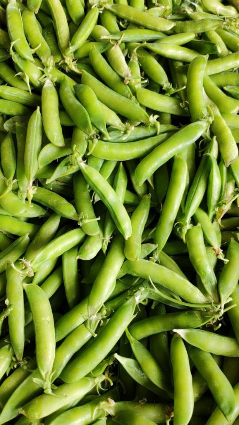 豌豆荚大量上市