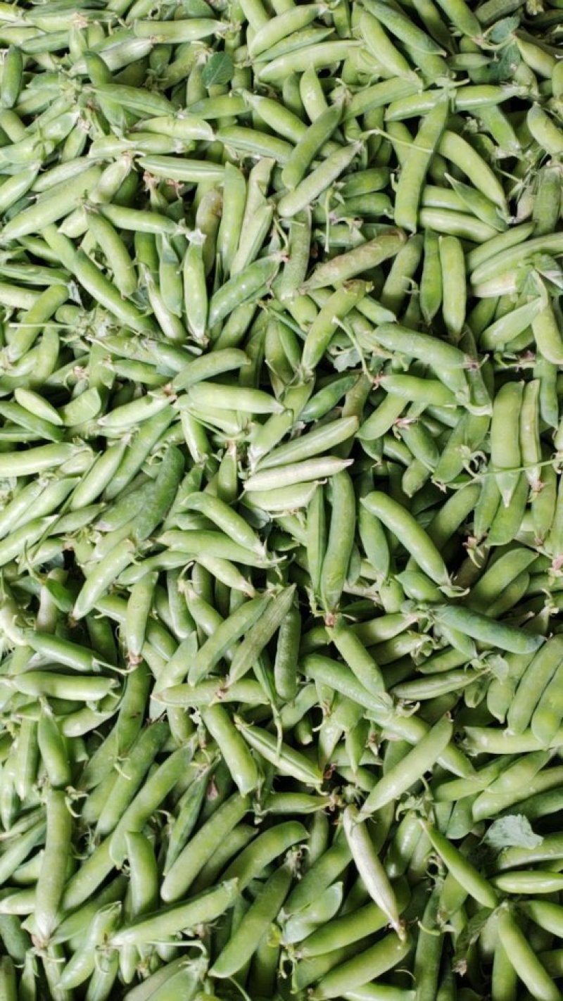 豌豆荚大量上市
