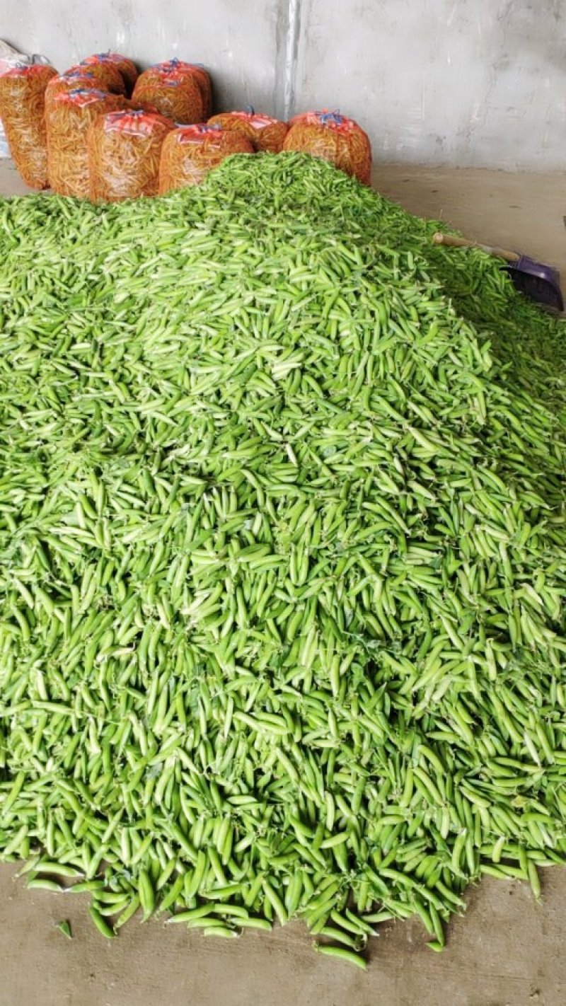豌豆荚大量上市