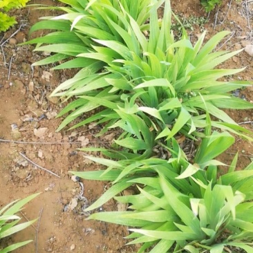 鸢尾