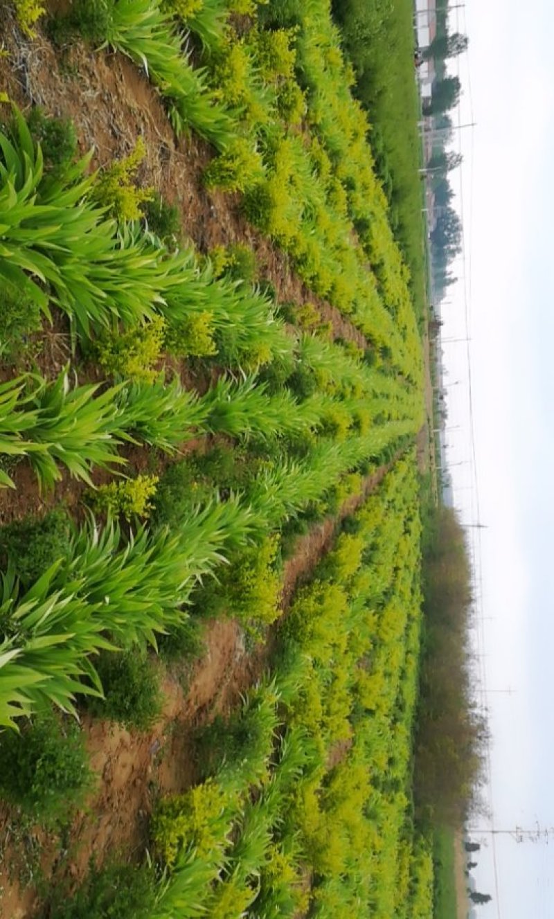 鸢尾