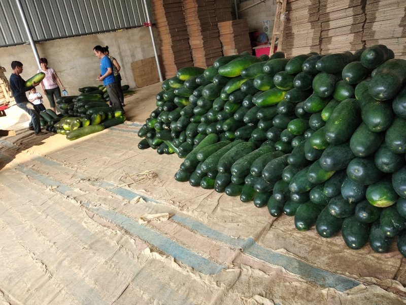 广西南宁优质冬瓜大量上市，质量保证诚信代办