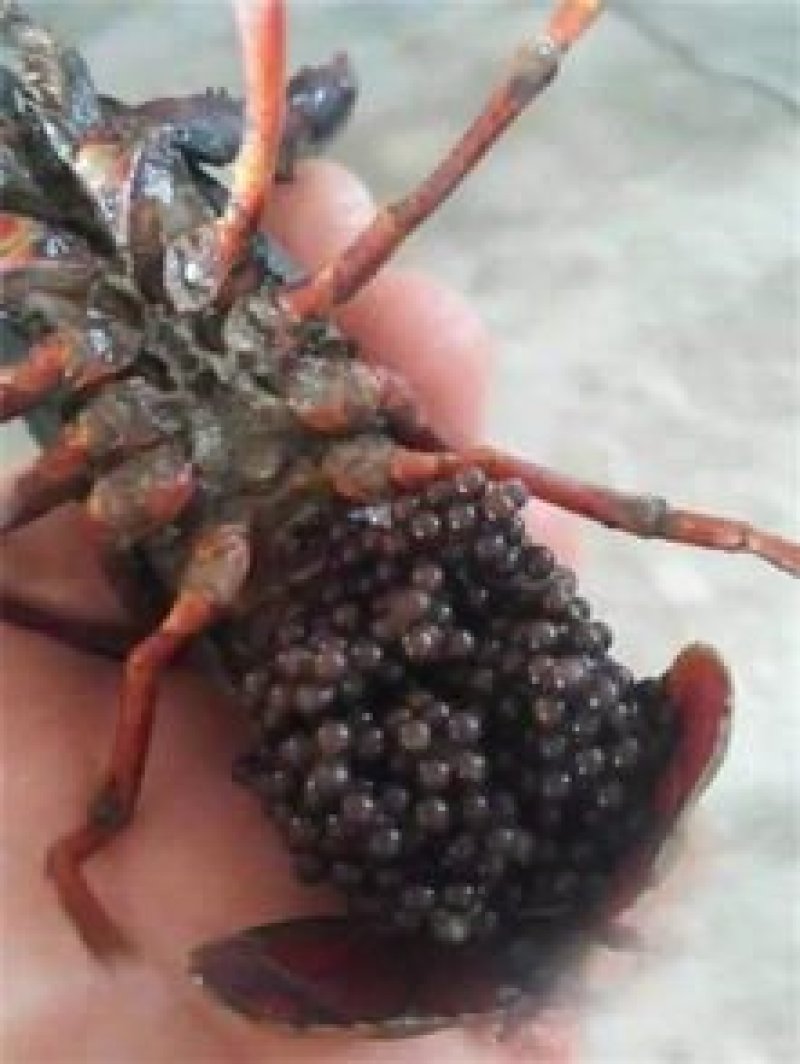 种虾