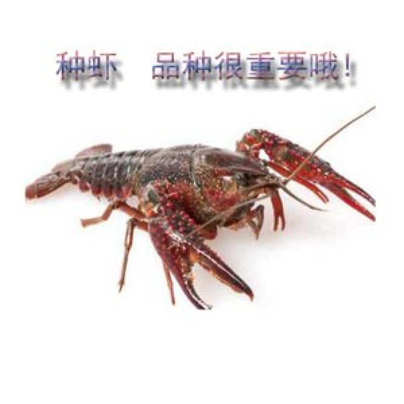 种虾