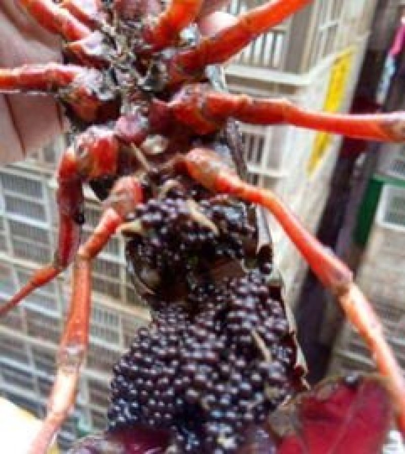 种虾