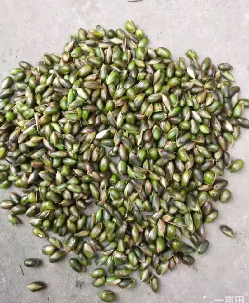 三月竹竹米子，100年开一次花