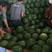 西瓜，大棚甜王西瓜，直播苗甜王西瓜大量上市，诚信第一