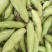 城固蚕豆，胡豆棵粒包满绿青艳色口:感面甜