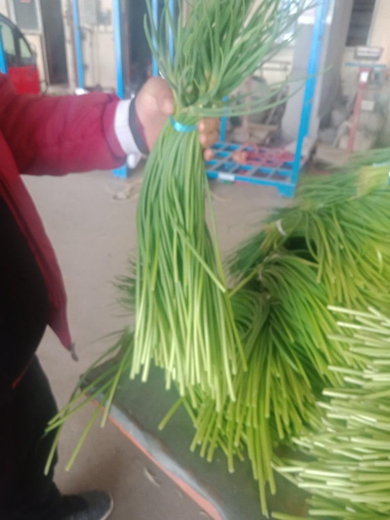 单县蒜薹40一50品质好，耐运输，色泽鲜艳