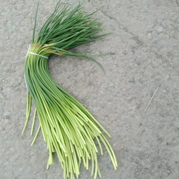 单县蒜薹40一50品质好，耐运输，色泽鲜艳