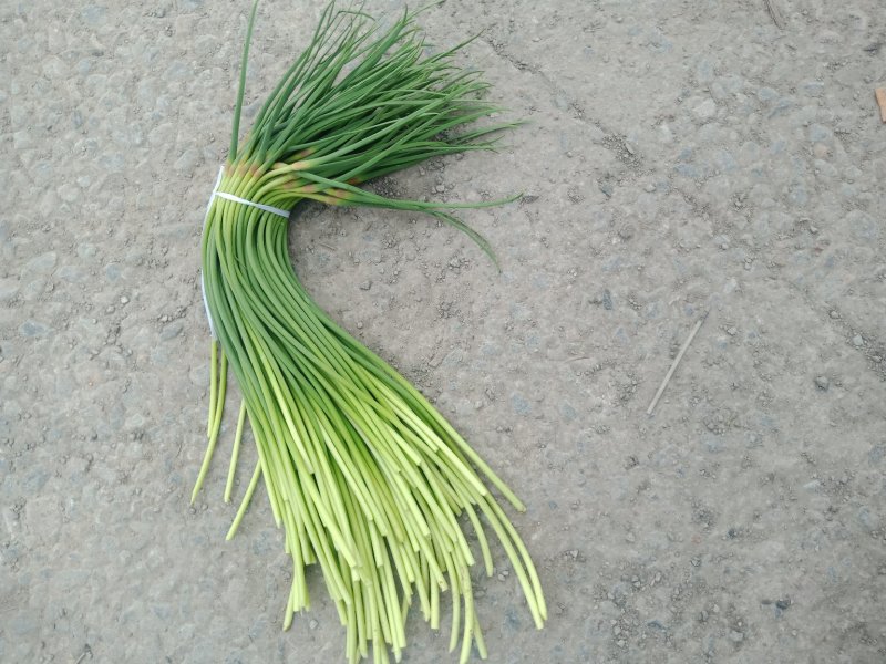 单县蒜薹40一50品质好，耐运输，色泽鲜艳