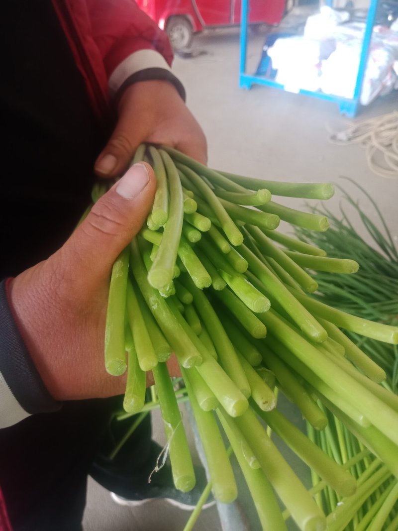 单县蒜薹40一50品质好，耐运输，色泽鲜艳