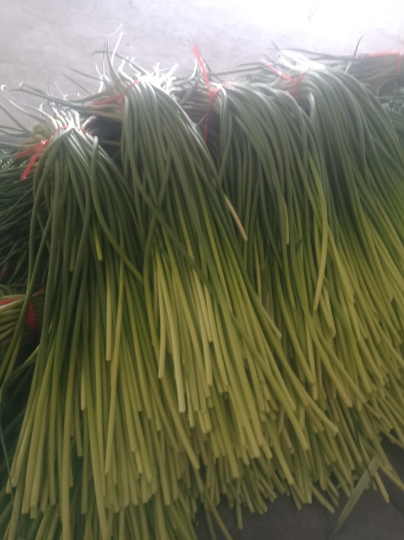 单县蒜薹40一50品质好，耐运输，色泽鲜艳