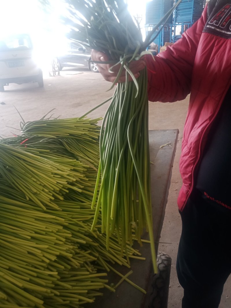 单县蒜薹40一50品质好，耐运输，色泽鲜艳