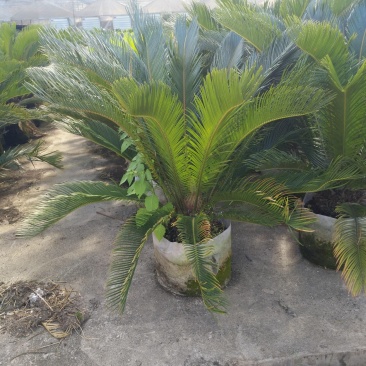 苏铁基地精品批发现货直供特惠