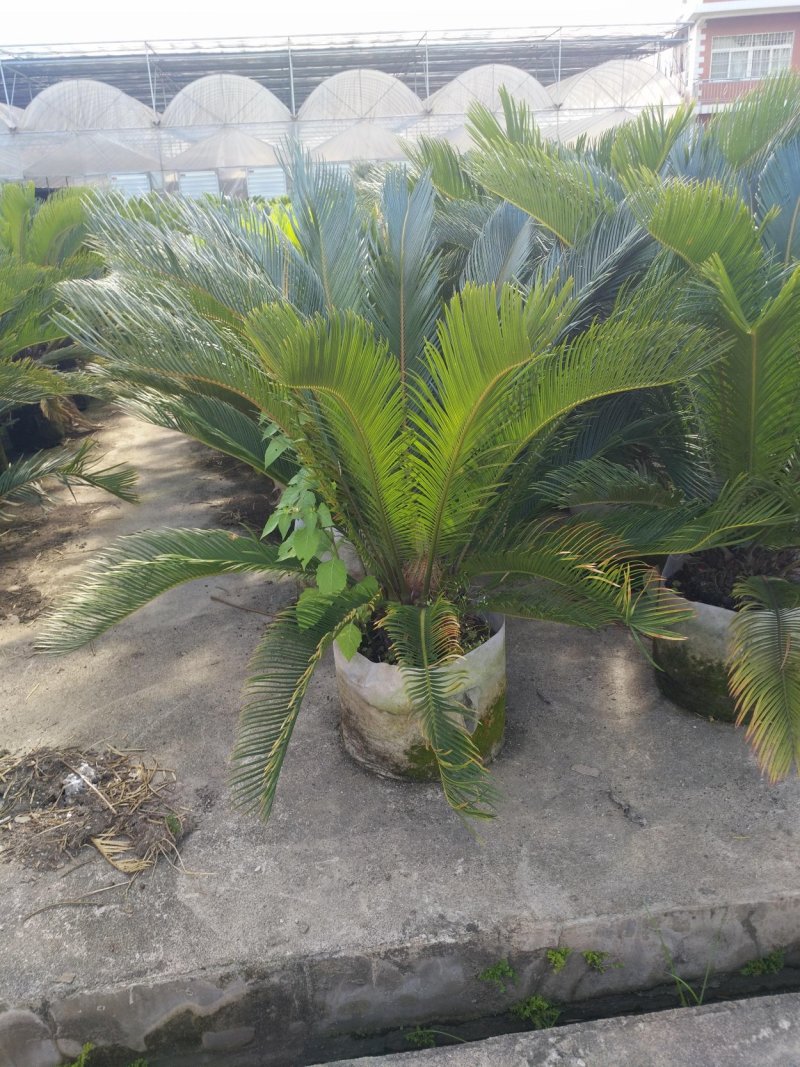 苏铁基地精品批发现货直供特惠