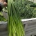 金乡蒜苔山东金乡蒜薹,冷库出租实力配资。代收代销。