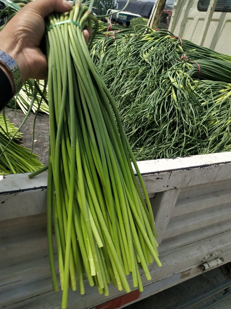 金乡蒜苔山东金乡蒜薹，冷库出租实力配资。代收代销。