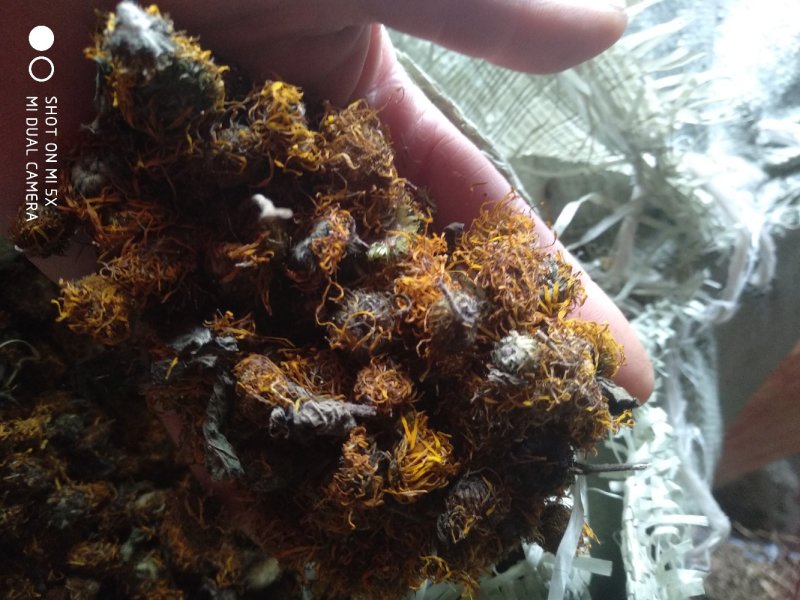 旋复花野生一一一零售批发一手货源产地直发