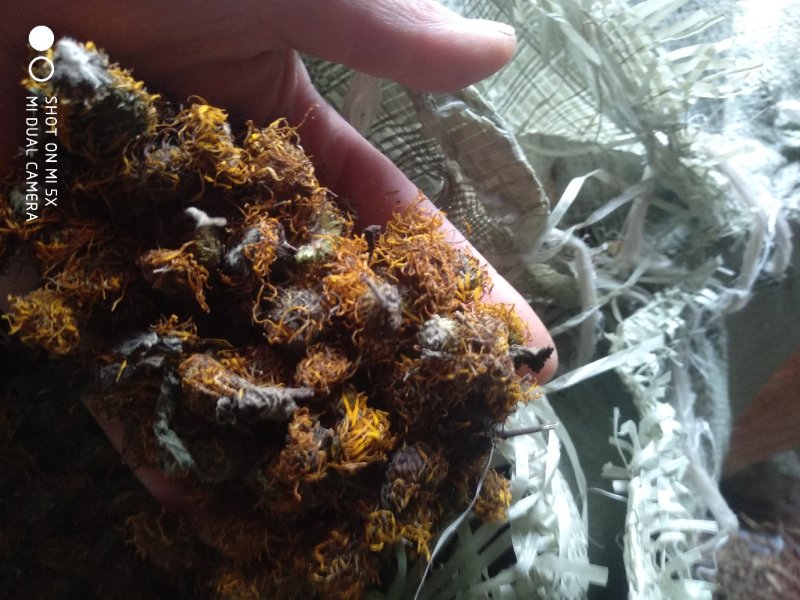旋复花野生一一一零售批发一手货源产地直发