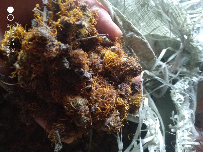 旋复花野生一一一零售批发一手货源产地直发