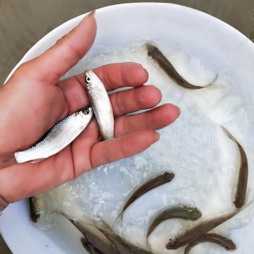 鲮鱼苗包质、包量、包安全到达