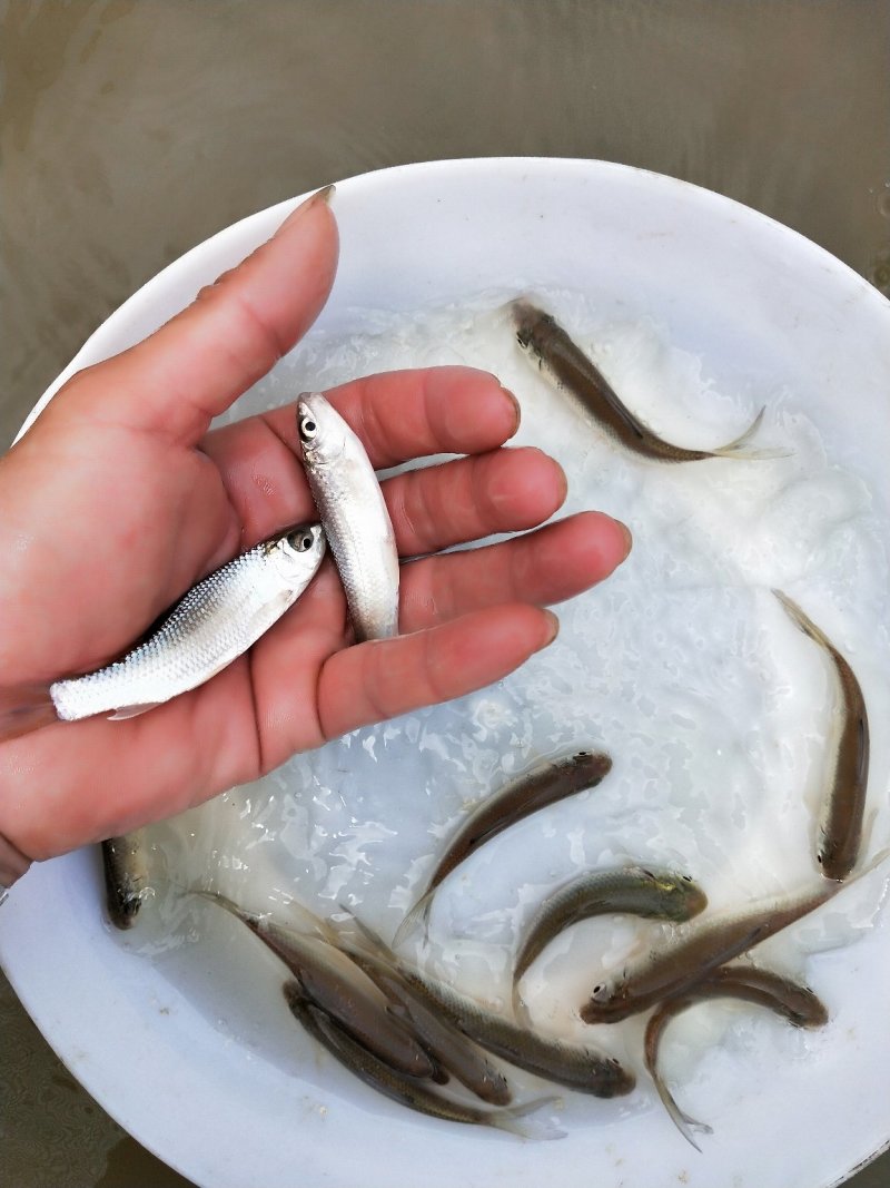 鲮鱼苗包质、包量、包安全到达