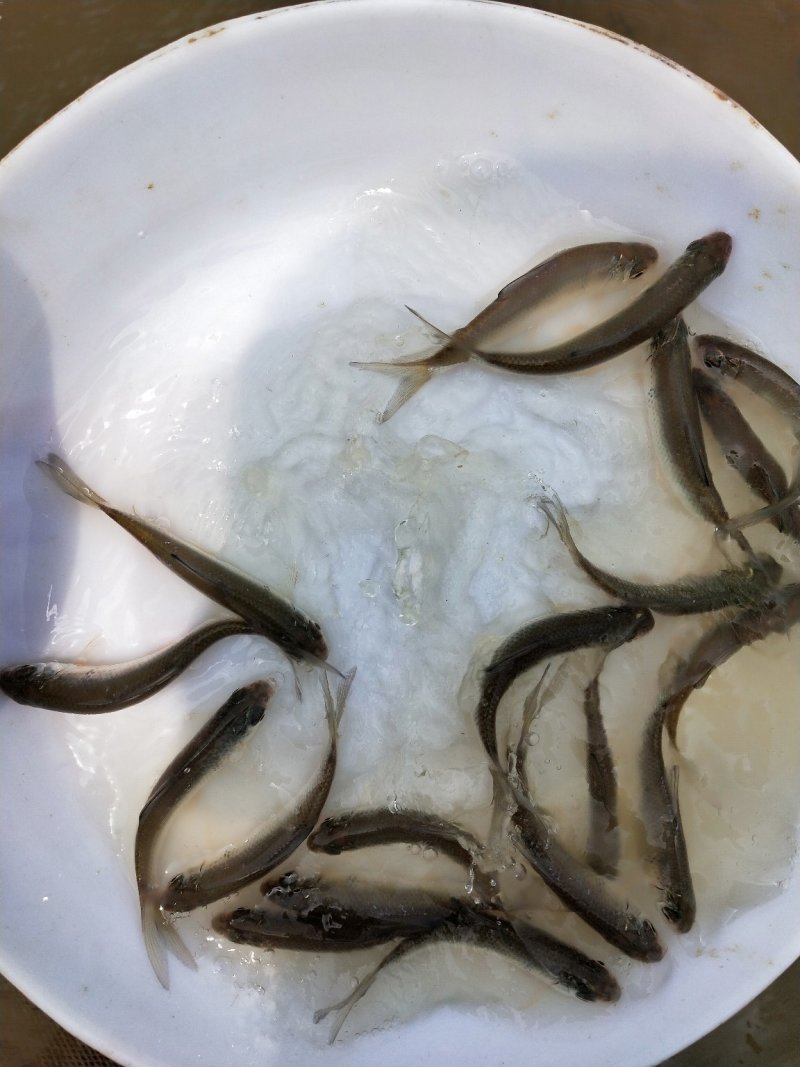 鲮鱼苗包质、包量、包安全到达