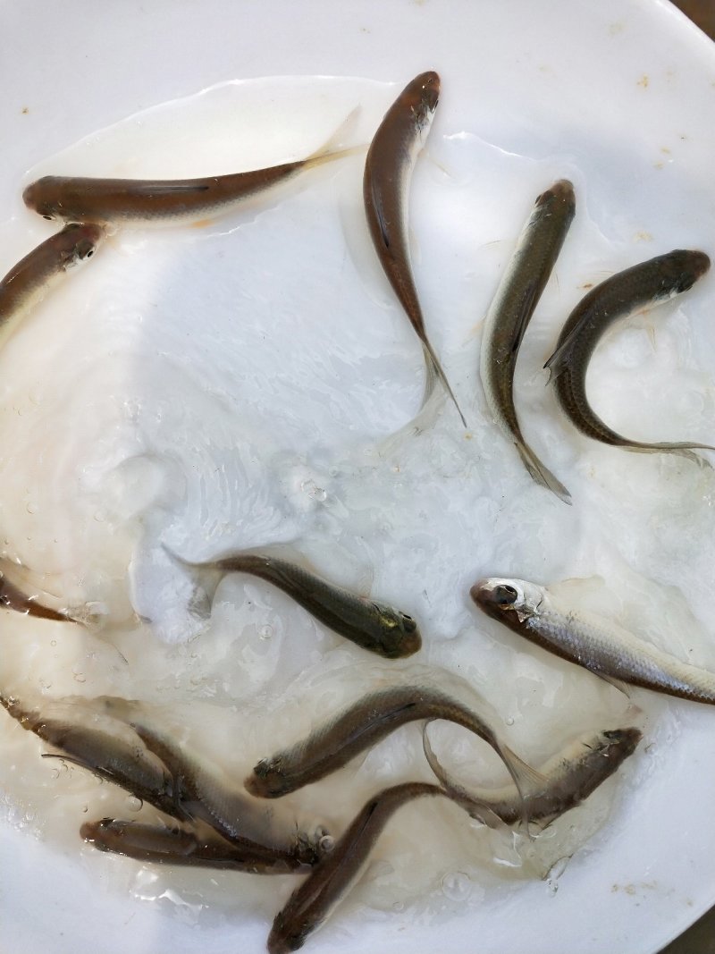 鲮鱼苗包质、包量、包安全到达