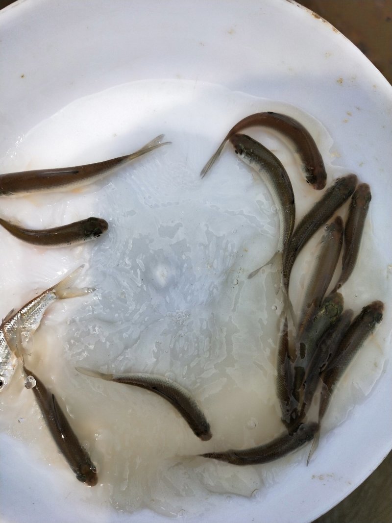 鲮鱼苗包质、包量、包安全到达