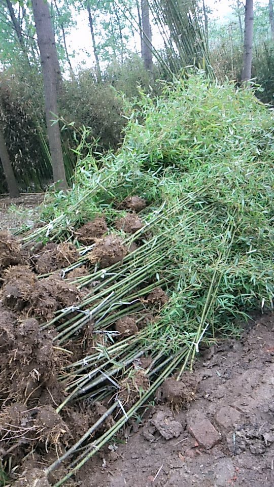 大竹刺竹农村改造给钱就卖