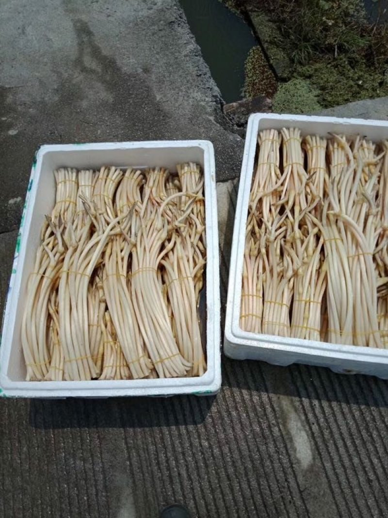 藕尖藕带批发全国*早的藕尖纯莲子藕带