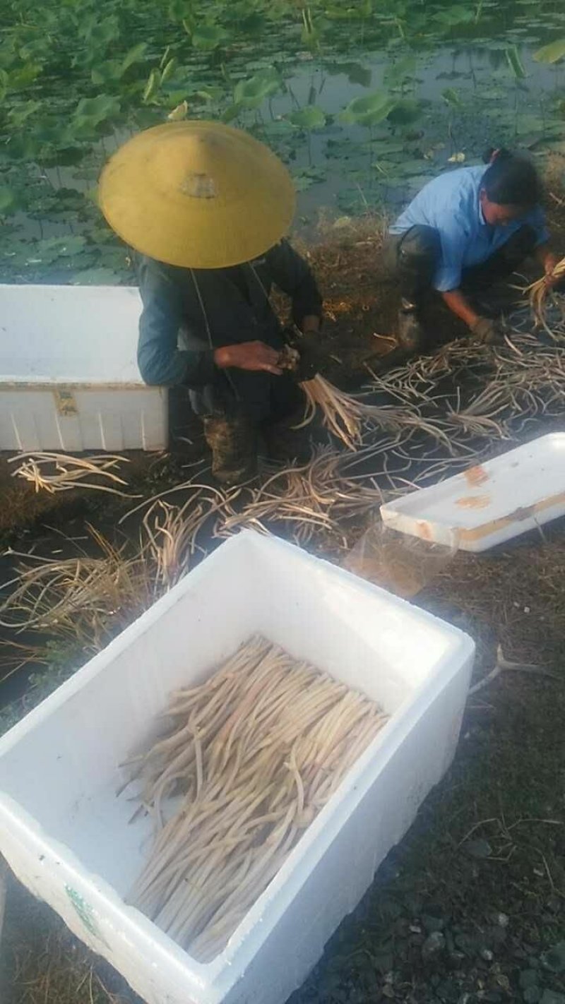 藕尖藕带批发全国*早的藕尖纯莲子藕带