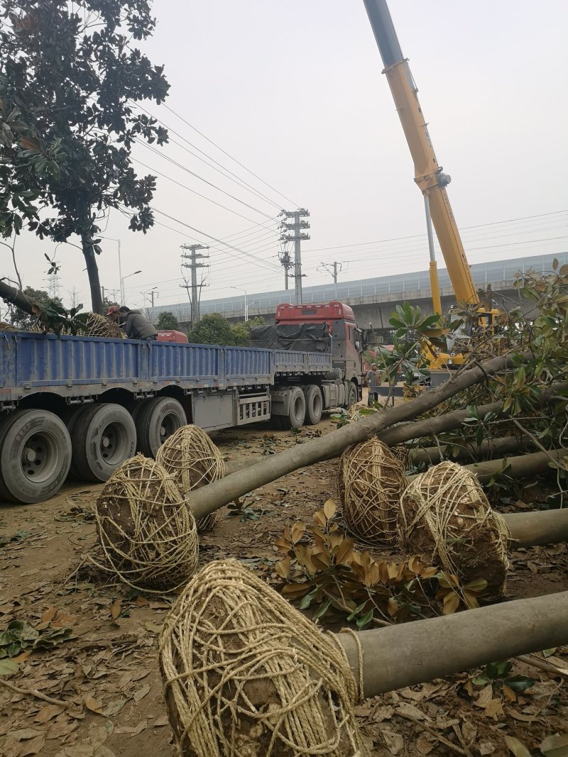 广玉兰12公分15公分18公分20公分25公分量大欢迎来电