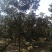 广玉兰12公分15公分18公分20公分25公分量大欢迎来电