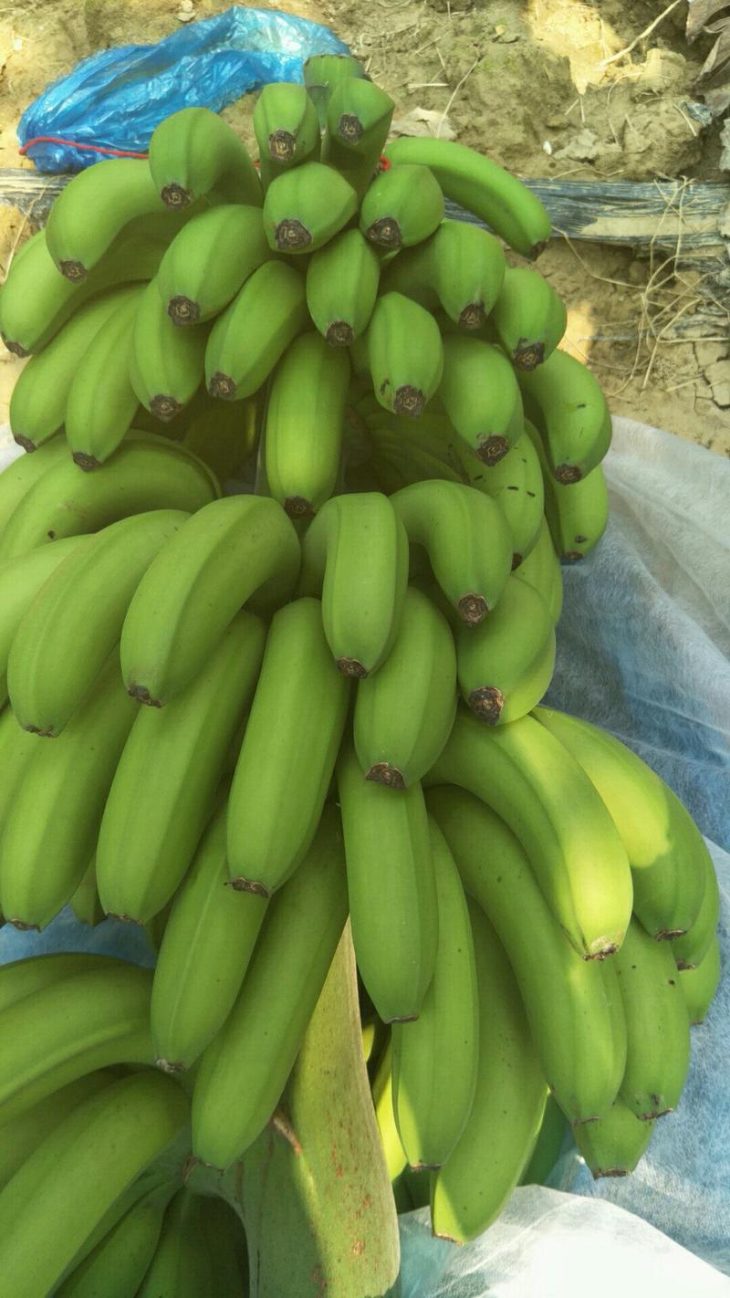 香蕉七成五以上欢迎老板来采购