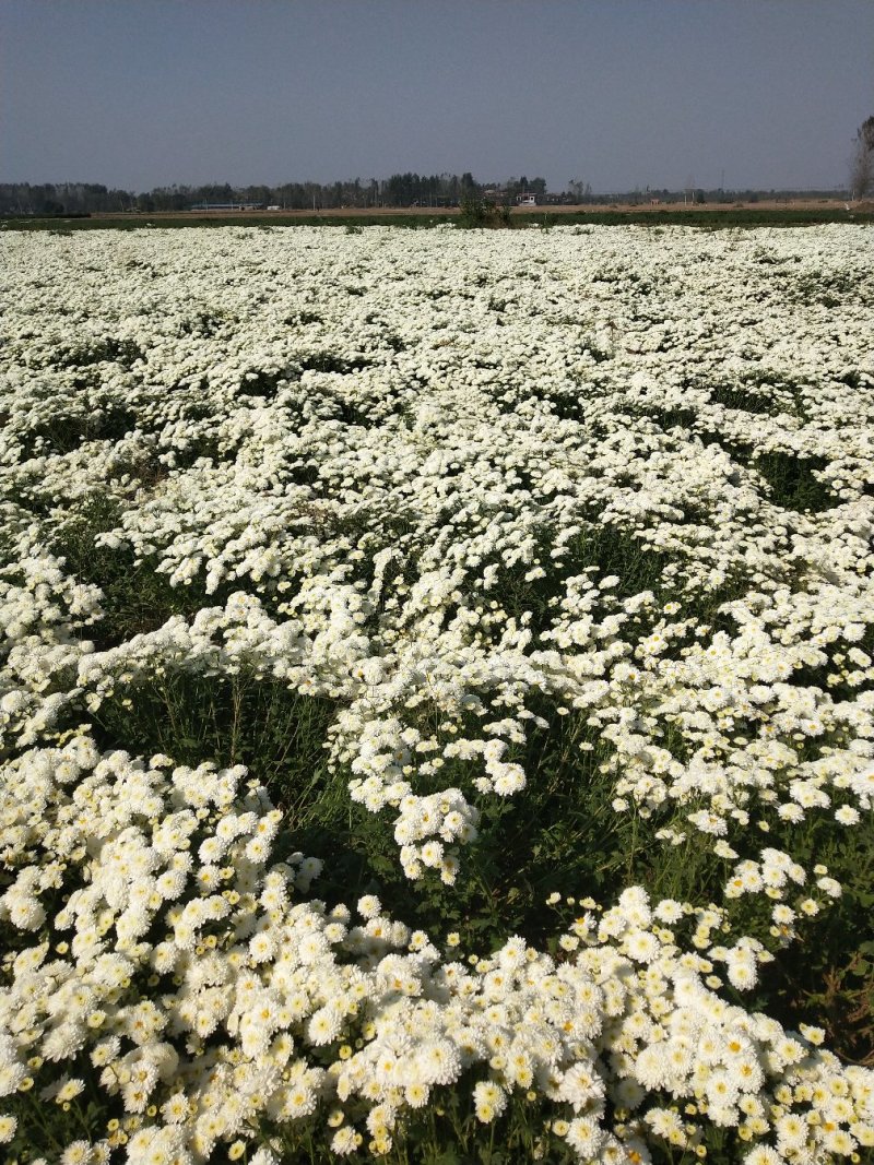 菊花苗亳菊北京菊七月菊