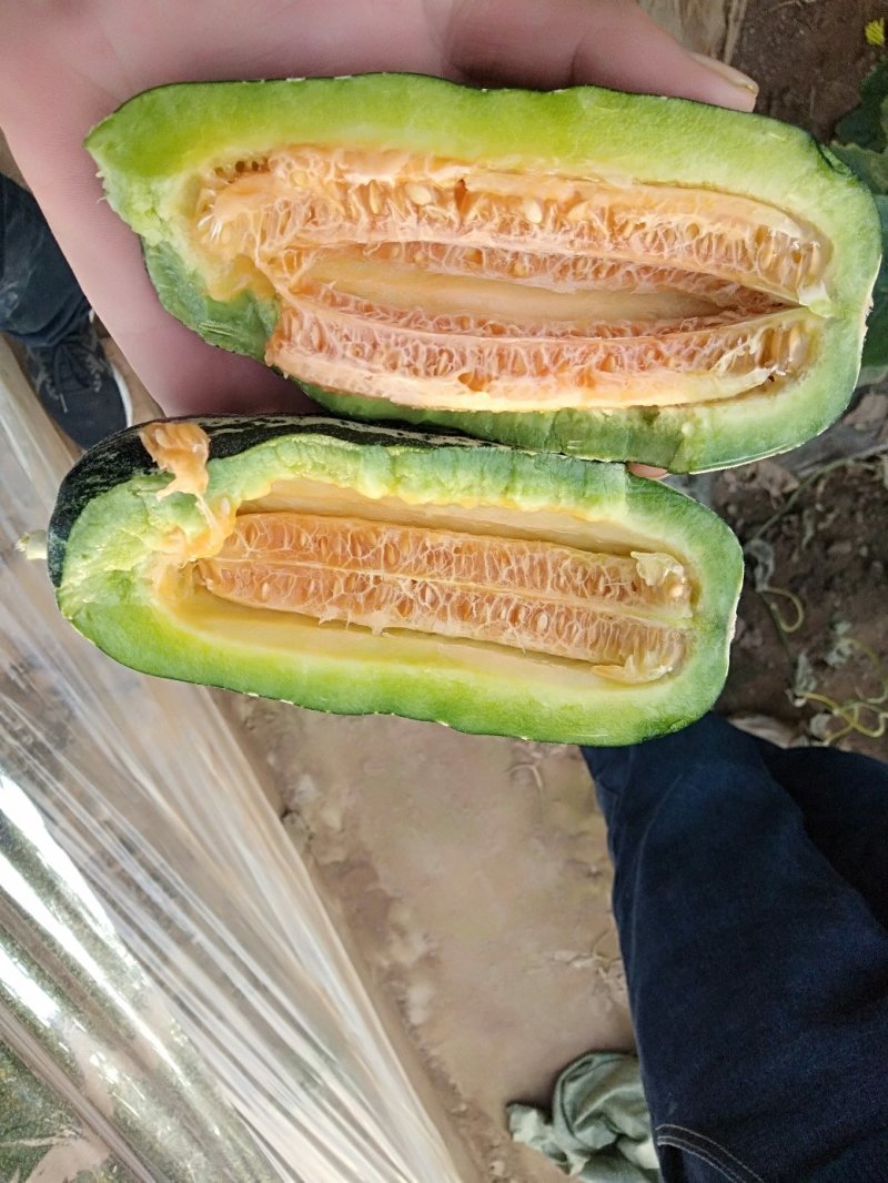 山东潍坊甜瓜博洋九甜瓜甜度高口感好质量好良心卖家