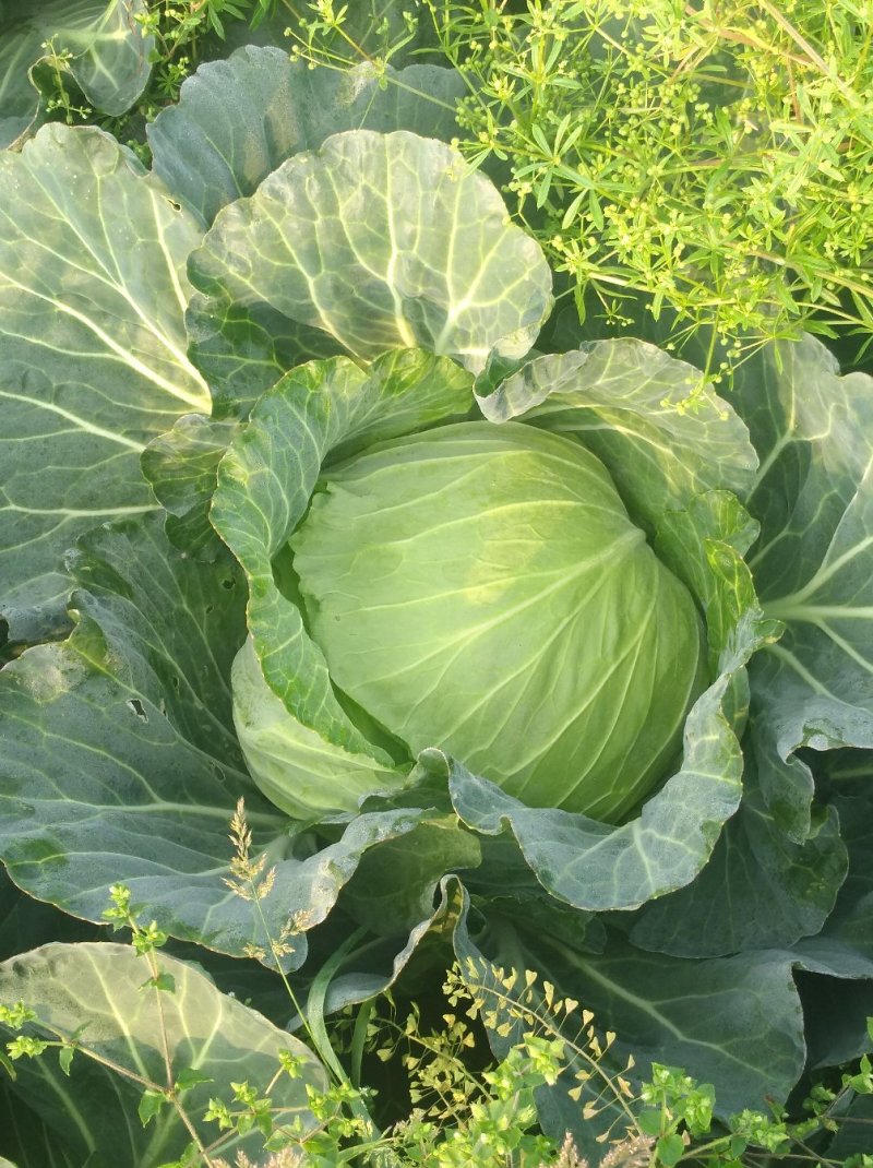 精品春莲花白