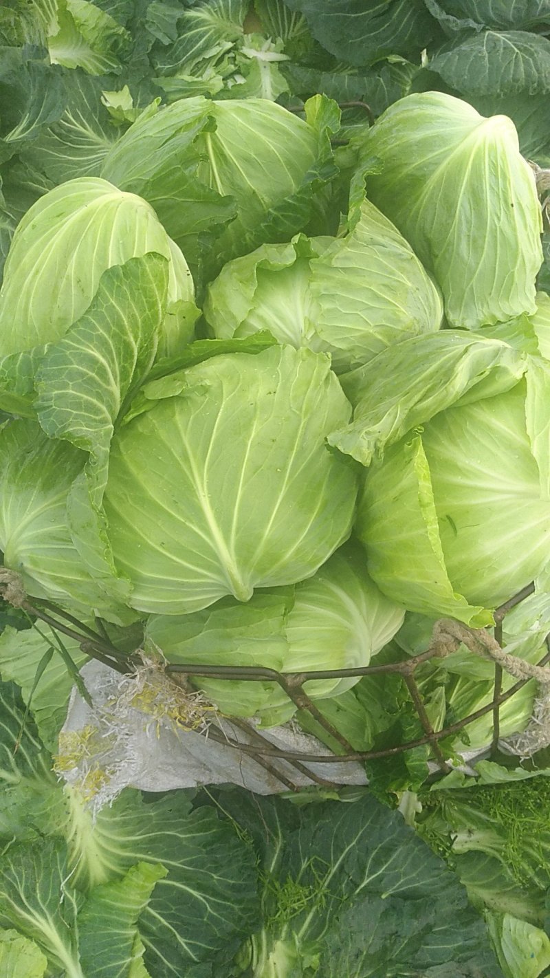 精品春莲花白
