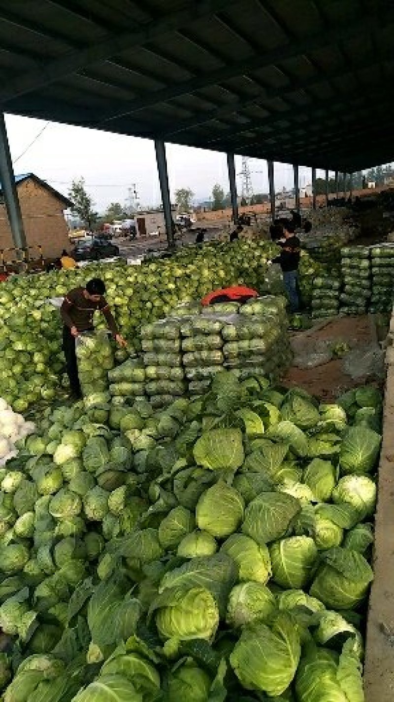 甘蓝类品质质好量大。精品货源，产地直供。