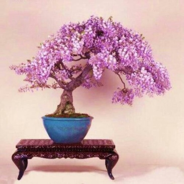 紫藤花苗四季开花室内花卉盆栽绿植物庭院阳台爬