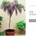 紫藤花苗四季开花室内花卉盆栽绿植物庭院阳台爬