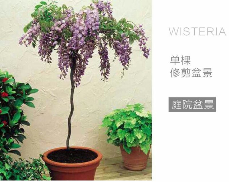 紫藤花苗四季开花室内花卉盆栽绿植物庭院阳台爬