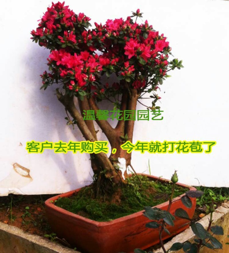 花卉盆景，直接可以下单包邮